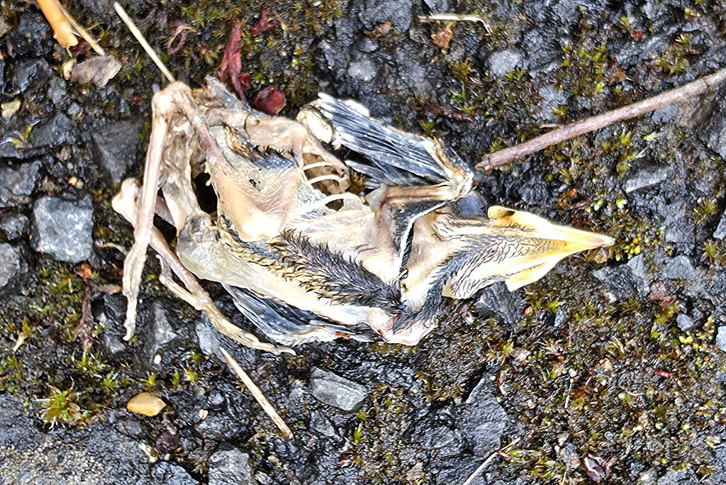 toter Jungvogel